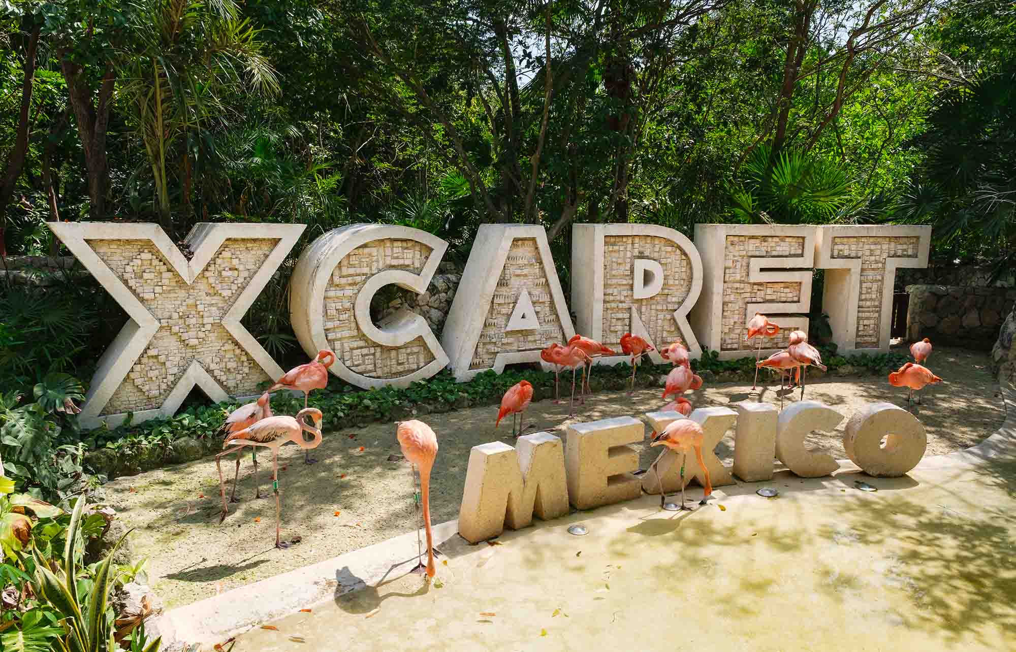 Flamencos rosas caminando en la laguna de Xcaret al amanecer